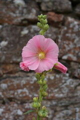 Pink hollyhock alcea rosea  flower in bloom