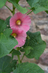 Pink hollyhock alcea rosea  flower in bloom