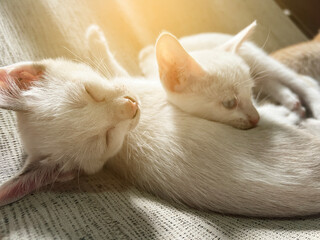 cute kitten sleeping on bed