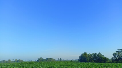 A clear blue sky with lush green fields