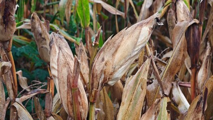 Corn cob in a corn field.