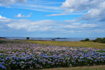 View of an hydrangea nursery sloping towards the Atlantic Ocean in Paimpol, Britanny