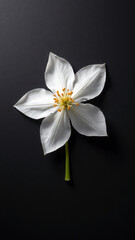 High-Contrast and Graphic Flat Lay of a White Bat Flower on Dark Slate