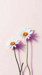Obraz premium Clean and Organic Minimalist Flat Lay of Queen of the Andes Flowers