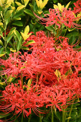 咲き誇る彼岸花