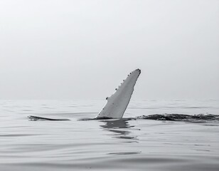 Fototapeta premium Whale fin breaching calm ocean surface