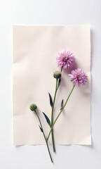 Artistic and Clean Minimalist Flat Lay of Scabiosa Flower Heads on Textured Paper