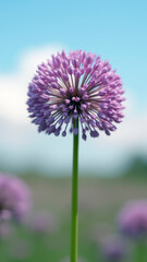 Intensely Detailed and Majestic Macro of an Allium Flower Head Against the Sky