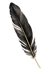 Obraz premium Black color feather leaf white background lightweight.