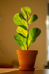 Fiddle leaf fig plant with vibrant green leaves, receiving warm morning sunlight, growing in a terracotta pot with a saucer, bringing warmth and nature indoors
