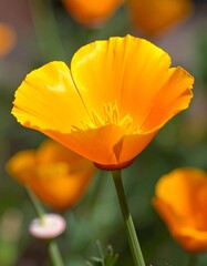 Fototapeta premium Close-up of a vibrant orange poppy