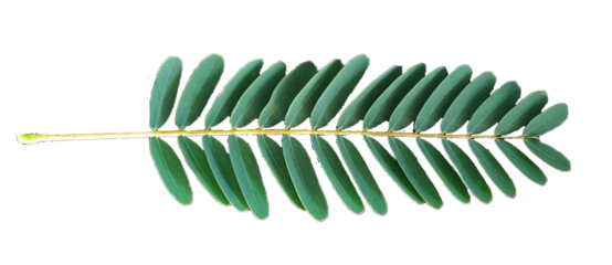 Realistic tropical green leaf with five pointed lobes and visible veins, isolated on transparent background. Perfect for botanical designs, eco-friendly projects, natural product packaging.