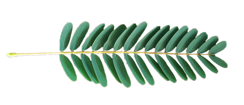 Realistic tropical green leaf with five pointed lobes and visible veins, isolated on transparent background. Perfect for botanical designs, eco-friendly projects, natural product packaging.