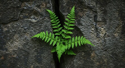 Fern plant growing from cracked stone surface showing resilience
