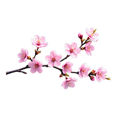 Pink Cherry Blossom Branch with Transparent Background, 3D Realism Cutout for Web Design