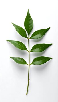 Green Leaf on White Background.