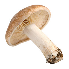 Brown Mushroom: Close-Up Photography of a Single Fungus