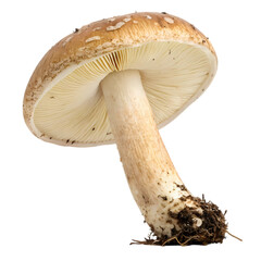 Close-Up of a Brown Mushroom