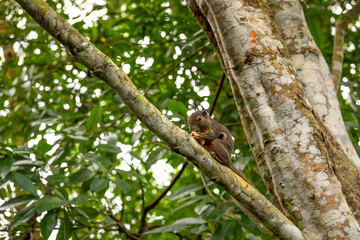 Closeup view of squirrel on tree branch in Singapore Botanic Garden