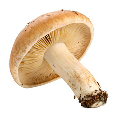 Pale Brown Mushroom: Close-up Photography of a Single Fungus, Detailed Macro View of Edible Mushroom Cap and Stem