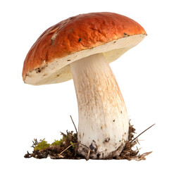 Porcini Mushroom: Close-Up View of a Single Specimen
