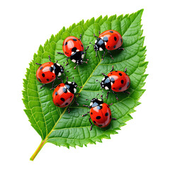 Fototapeta premium Red Ladybugs on Green Leaf with Transparent Background, 3D Realism Graphic for Web Design