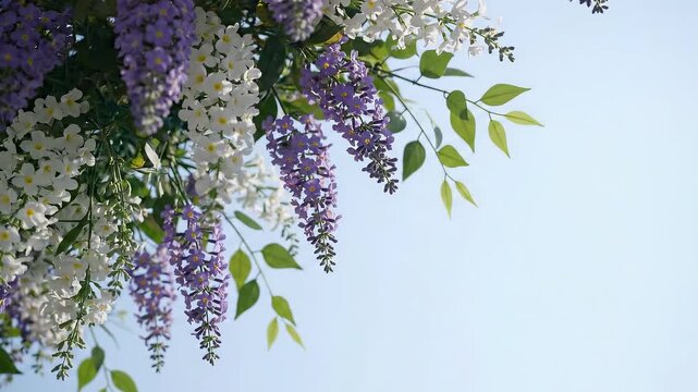 Blooming wisteria and other spring flowers against blue sky