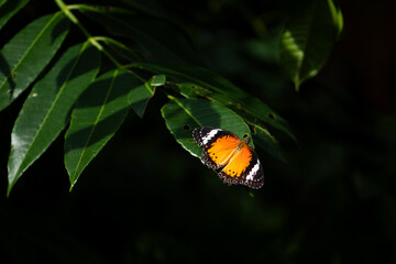 A vibrant orange butterfly rests on a green leaf, highlighted by a natural spotlight against a dark and moody nature background.