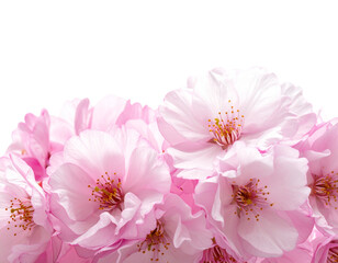 Minimalist Sakura Flower Cluster PNG