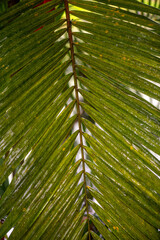 Obraz premium Singapore Botanical Gardens with different types of palm trees, a 74-hectare botanical garden