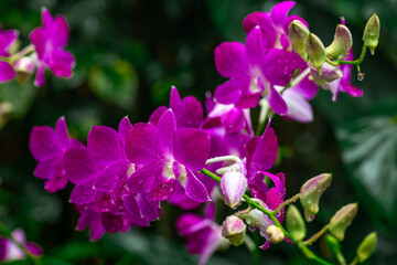 Beautiful purple orchids, Dendrobium, in full bloom in farm on green bokeh, selective focus points.