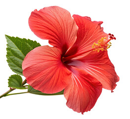 Beautiful red hibiscus flower with green leaves isolated on white background for floral design