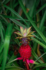 A rare species of red pineapple grows wild in the city center of Surabaya