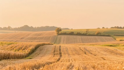 Fototapeta premium In autumn, the vast fields show the golden color of harvest, forming a quiet and beautiful pastoral scenery together with the distant trees and hills. 