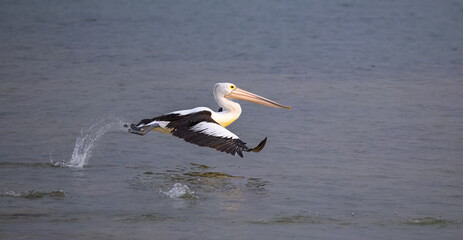 Wild australian pelican (Pelecanus conspicillatus) in flight at Shark Bay, Western Australia