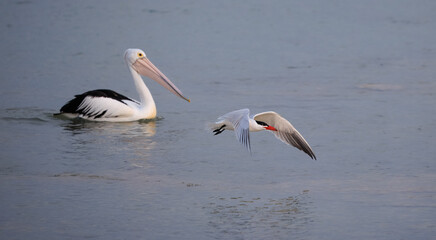 Caspian tern (Hydroprogne caspia) in flight in front of pelican at Shark Bay, Western Australia