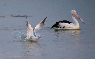 Caspian tern (Hydroprogne caspia) in flight in front of pelican at Shark Bay, Western Australia