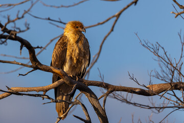 Whistling kite (Haliastur sphenurus) on a perch looking out for prey in the Murchison Region of Western Australia
