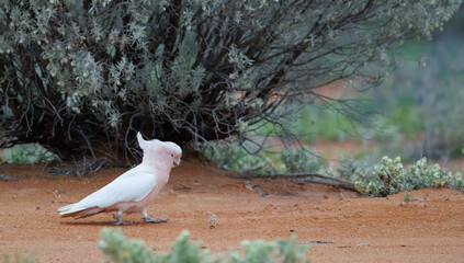 Wild Pink Cockatoo or Major Mitchell (Cacatua leadbeateri) searching for seeds on the ground, in the Murchison region of Western Australia © Reto Ammann