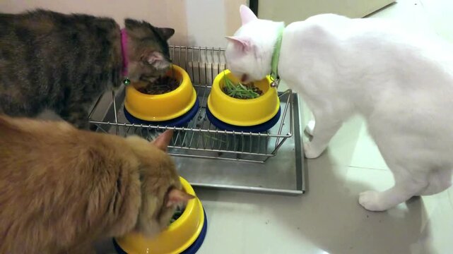 food pet mammal animal cat fur meat cute black brown nature closeup small eating