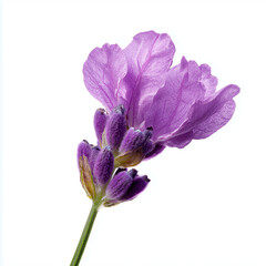 Fototapeta premium Fresh Purple Lavender Blossom Isolated on White Background