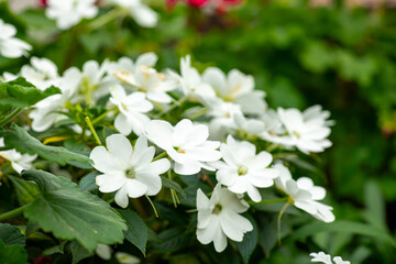 A luminous white impatiens flower stands out against rich green leaves