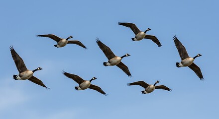 Obraz premium Geese flying in formation against a clear blue sky wildlife and migration