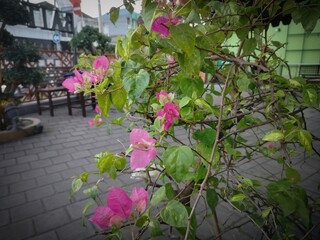 Flowers a garden front of a mosque 