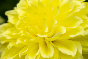 Beautiful yellow garden dahlias in bloom. Vintage filmlike effects