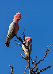 Pair of Galahs (eolophus roseicapilla) on a perch  in the Murchison Region of Western Australia 