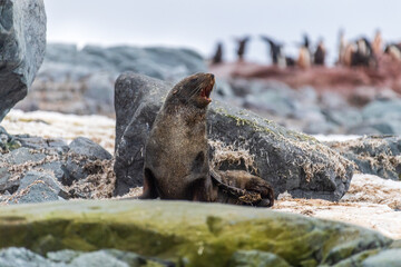 Close-up of an Antarctic Fur Seal - Arctocephalus gazella- sitting on a rock near the fish islands...