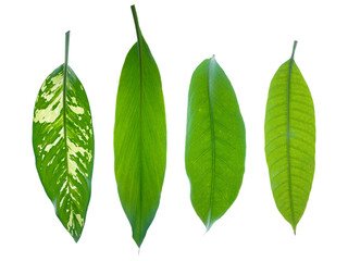 Set collection or collage of various green leaves isolated on transparent background