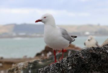 Rotschnabelmöwe - Red billed gull