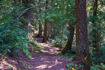 Obraz premium Leigh Lake Trail